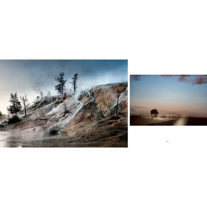 Bison: Portrait of an Icon