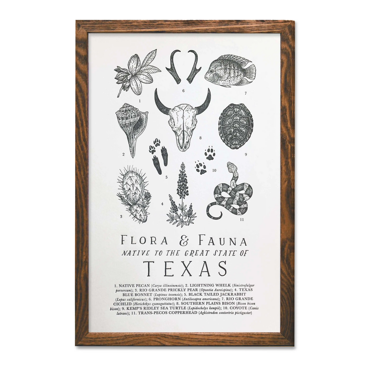 Texas Field Guide Print