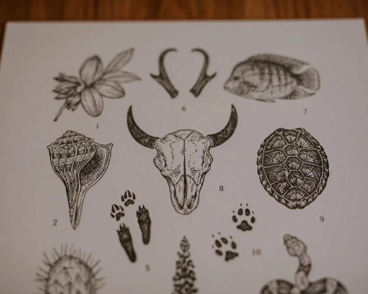 Texas Field Guide Print