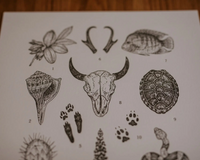 Texas Field Guide Print